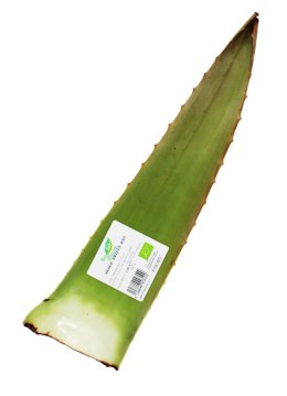 ALOES ŚWIEŻY BIO (około 0,50 kg)