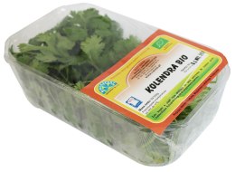 KOLENDRA ŚWIEŻA BIO (POLSKA) (około 50 g)